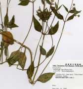 コゴメギク Galinsoga Parviflora Cav