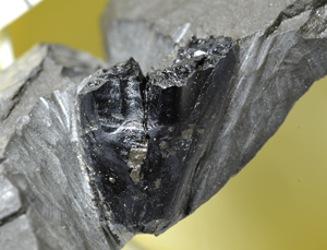 イグアノドンの歯