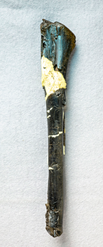 獣脚類の左脛骨化石