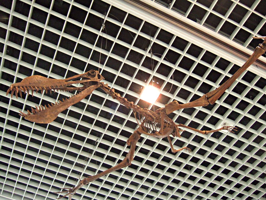 アルハングエラ全身骨格