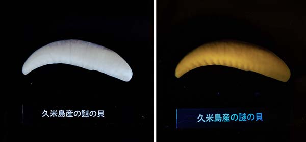 ボランティアが集めた久米島産の貝（タカラガイのなかま？の断片）．通常光（左）、ブラックライト（右）